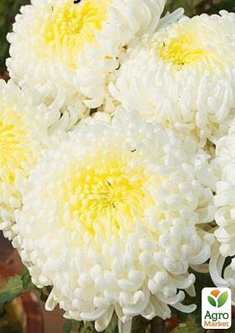 Хризантема  "Rose D`une Nuit Blanc" (низкорослая крупноцветковая)