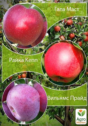 Дерево-сад Яблуня "Гала Маст+Райка Кепп+Вільямс Прайд"