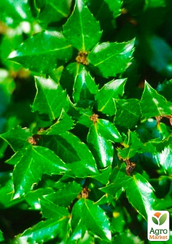 Падуб мезерва «Блю Принц» (Ilex x meserveae'Blue Prince') вазон Р9