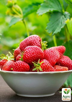 Эксклюзивные и уникальные сорта клубники в интернет-магазине Agro ...