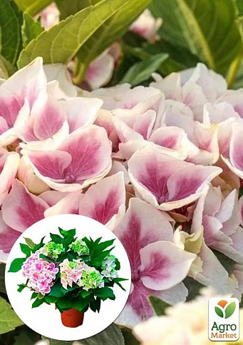 LMTD Гортензія великолиста квітуча 3-х річна "Saxon Candy Heart Pink" (30-40см)