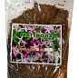 Маттиола ТМ "Весна" 100г купить