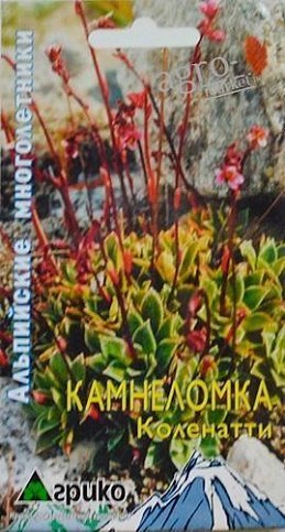 Камнеломка "Коленатти" ТМ "Агрико"