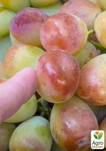 Виноград "Лимпопо" (ранне-средний  крупный виноград с сочной хрустящей мясистой ягодой)
