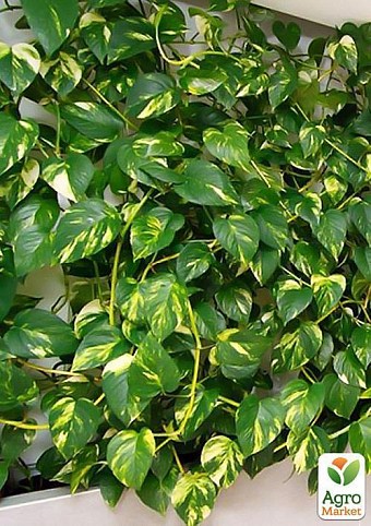 Епіпремнум "Epipremnum Aureum" дм 12 см вис. 20 см