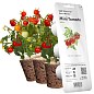 Сменный картридж Click & Grow мини-томаты (3 капсулы) (7304)