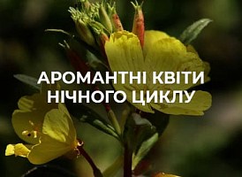 Все про нічні квіти | Agro-market