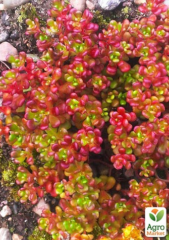 Очиток "Орегонский"(Sedum oreganum)