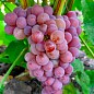 Виноград "Трамінер Рожевий" (винний сорт, середній, мускатний) купить