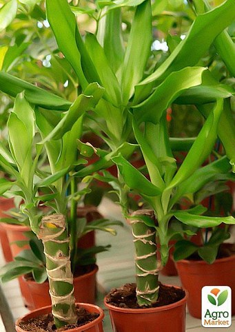 Драцена Стеднери "Dracaena frag. Steudneri" дм 11см выс. 40 см
