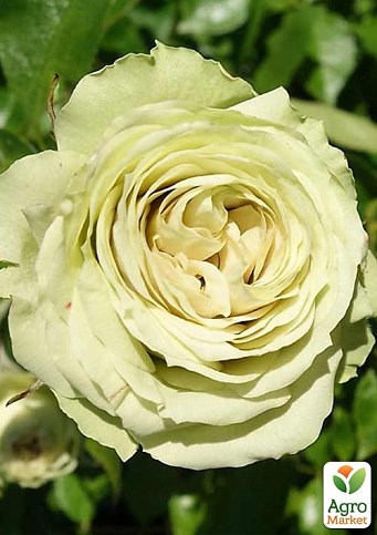 Роза в контейнере мелкоцветковая "Лавли Грин" (саженец класса АА+)  - фото 2