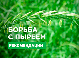 Як позбутися пирію - корисні статті про садівництво від Agro-Market