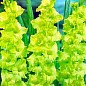 Гладіолус "Evergreen" 3шт купить