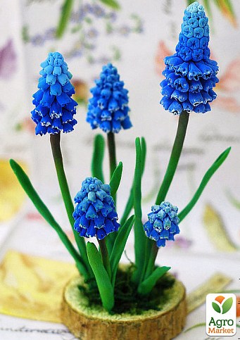 Мускари в горшке "Blue Spike" (5шт/1)