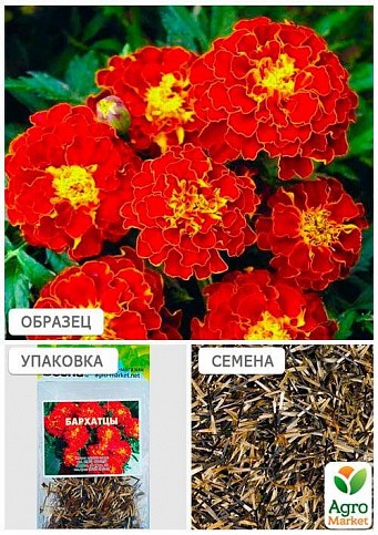 Бархатцы "Красные" (Зипер) ТМ "Весна" 1г купить почтой в Одессе, Киеве ...
