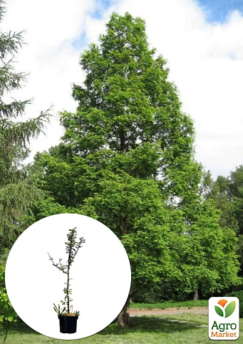 Метасеквоя китайська 5-річна "Glyptostroboides" С5, висота 70-90см