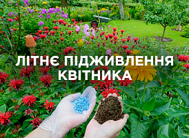 Підживлення квітника влітку: найкращі поради | Agro-market