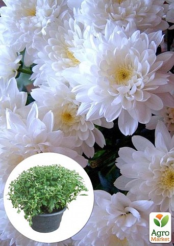 Хризантема Садова "Domino White" (висота 30-50см)