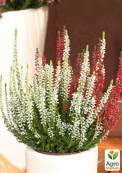 ЭРИКА: купить саженцы эрики почтой в Киеве, Одессе и Украине - цена в ...