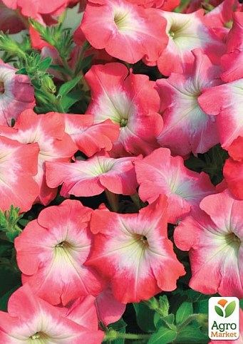 Сурфиния "Coral Morn" (контейнер № 10, высота 10-15 см)