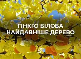 Гінкго білоба: тонкощі вирощування - корисні статті про садівництво від Agro-Market