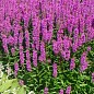 Дербенник "Pink Blush" (яркий цветущий многолетник) - Садовые цветы ...