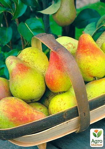 Груша "Пектораль" (літній сорт, ранній термін дозрівання)