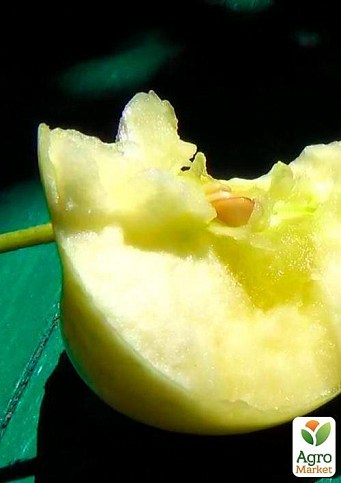 Яблуня "Білий налив" (літній сорт, ранній термін дозрівання) - фото 3