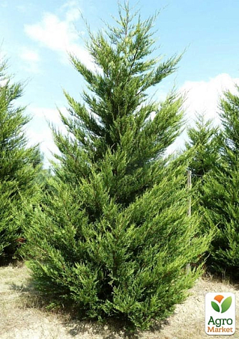 Купрессоципарис Лейланда (Cupressocyparis leylandii) С3, высота 60-80см
