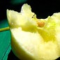 Яблуня "Білий налив" (літній сорт, ранній термін дозрівання) цена