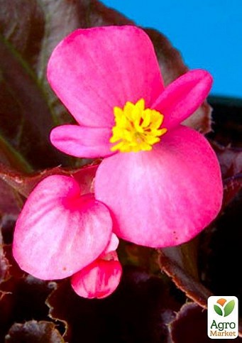 Бегония вечноцветущая "Cocktail Vodka" 1 шт. - фото 3