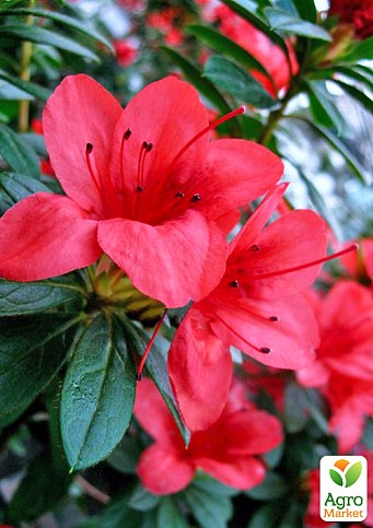 Азалия 2-х летняя японская "Rubinetta" С2 высота 20-50см - фото 4