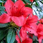 Азалия 2-х летняя японская "Rubinetta" С2 высота 20-50см