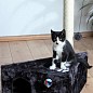 Домик для кошки Murcia, маленький (Высота:68см, антрацит) "TRIXIE" TX-4362