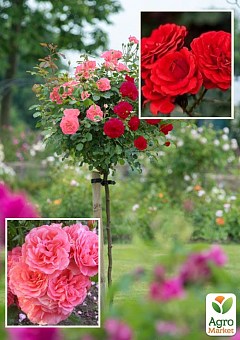Троянда штамбова двоколірна "Кордула + Розаріум Ютерсен" (саджанець класу АА +) вищий сорт 1шт в упаковці2