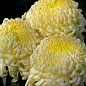 Хризантема крупноцветковая "Atena Citron" 