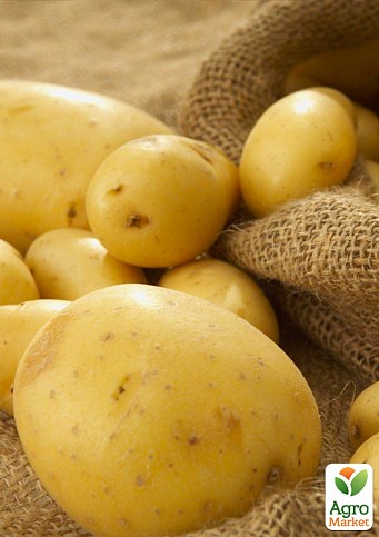 Картопля "Нагорода" насіннєва рання (1 репродукція) 1кг