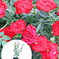 Троянда в контейнері ґрунтопокровна "Red Cascade" (саджанець класу АА+) купить