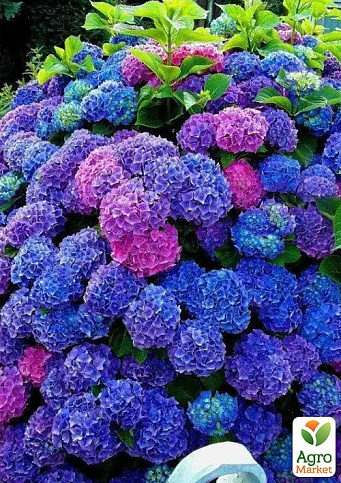 Гортензия розово голубая доставка цветов украина