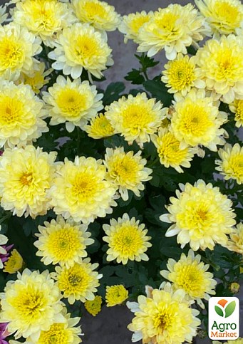 Хризантема мультифлора куляста "Superba Yellow"