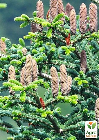 Ялиця Грецька 5-ти річна (Abies cephalonica) висота 40-50 см