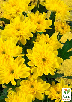Хризантема букетна зрізувальна "Zembla Yellow"1