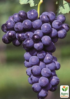 Виноград "Мерло" (французький винний сорт)1