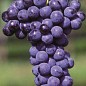 Виноград "Мерло" (французский винный сорт)
