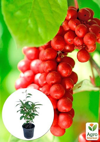 Лимонник китайский 2-х летний "Schisandra chinensis" С1.5