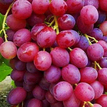 ВИНОГРАД ВЕЛЕС: купить саженцы винограда велес в Одессе, Киеве и ...