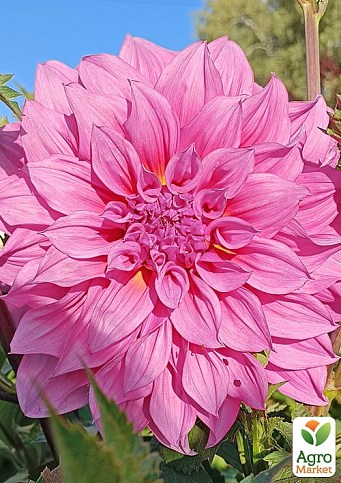 Георгина "Arthur Hambley" (гигантский цветок) - фото 2