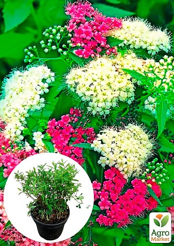 Спірея японська 2-х річна "Shirobana" вазон С2, висота 20-40см 