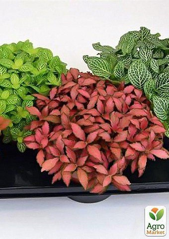 Фиттония мікс "Fittonia mixed" дм 17 см вис. 20 см
