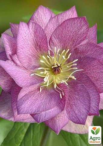 Морозник махровий (Helleborus) «Prince Double Pink»